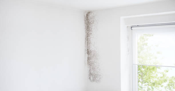 Best Attic Mold Removal  in Belfast, ME